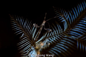 WELCOME by Tianhong Wang 